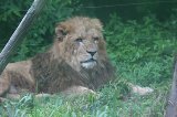 070823_SafariPark_09.jpg