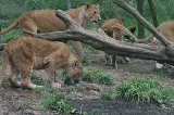 070823_SafariPark_10.jpg