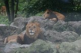 070823_SafariPark_12.jpg