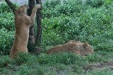 070823_SafariPark_13.jpg