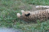 070823_SafariPark_16.jpg