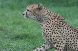 070823_SafariPark_18.jpg