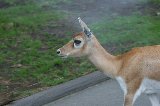 070823_SafariPark_22.jpg