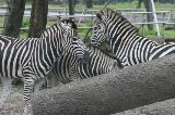 070823_SafariPark_23.jpg