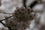 130330_Nannou01.jpg