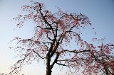 050409_Hanami117.jpg