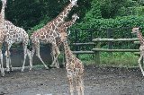070823_SafariPark_21.jpg