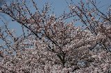 050409_Nannou34.jpg