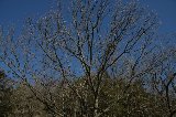 140119_MorikoroPark083.jpg